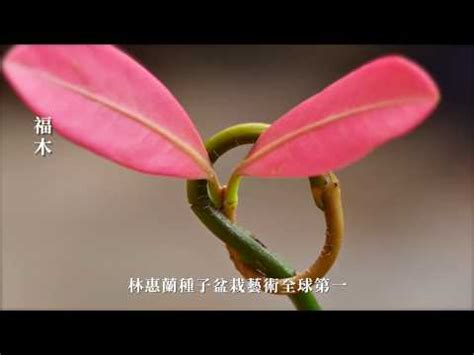 福木葉子掉光|榮樹學堂: 福木結黃澄澄的果實